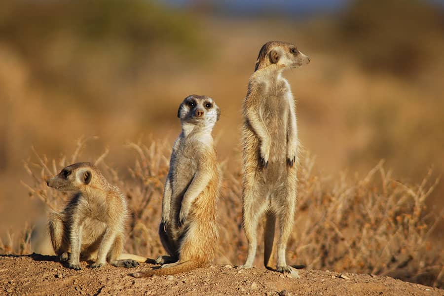 Which of these animals can't move backward?