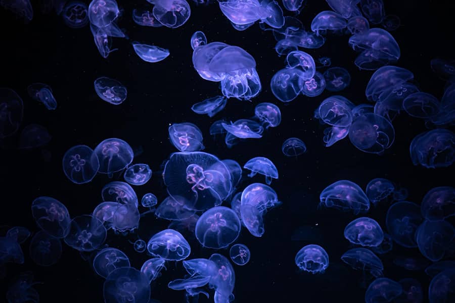 What type of sea creature is a medusa?