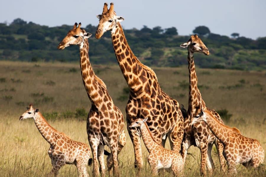 What is the gestation period of a giraffe?