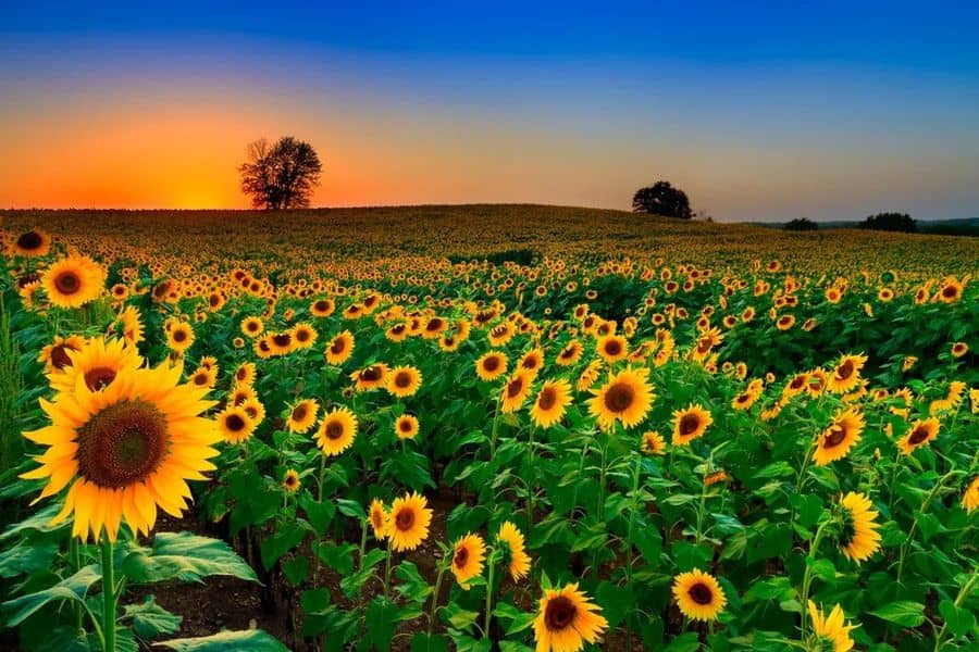 Which U.S. state is known as the “Sunflower State”?
